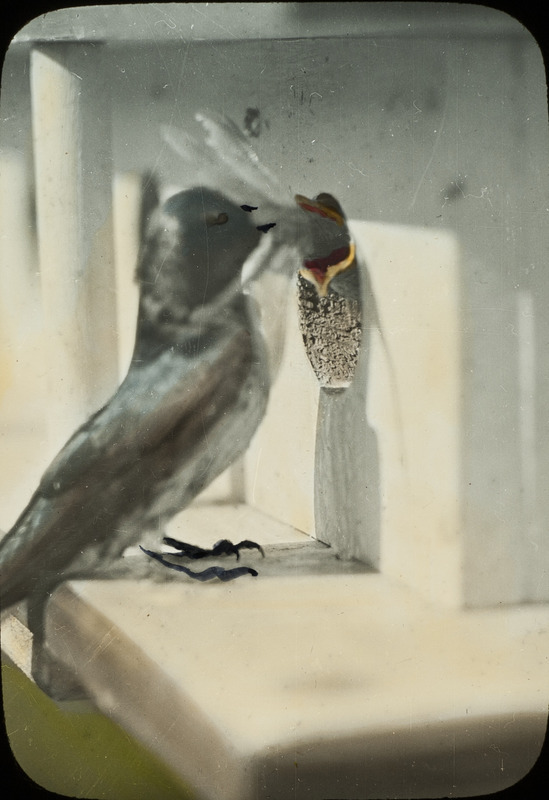 A Purple Martin feeding her young a dragonfly, July 17, 1926. Slide originally titled "Purple Martin." The lantern slide is hand-colored. Rosene provides details on photograph.