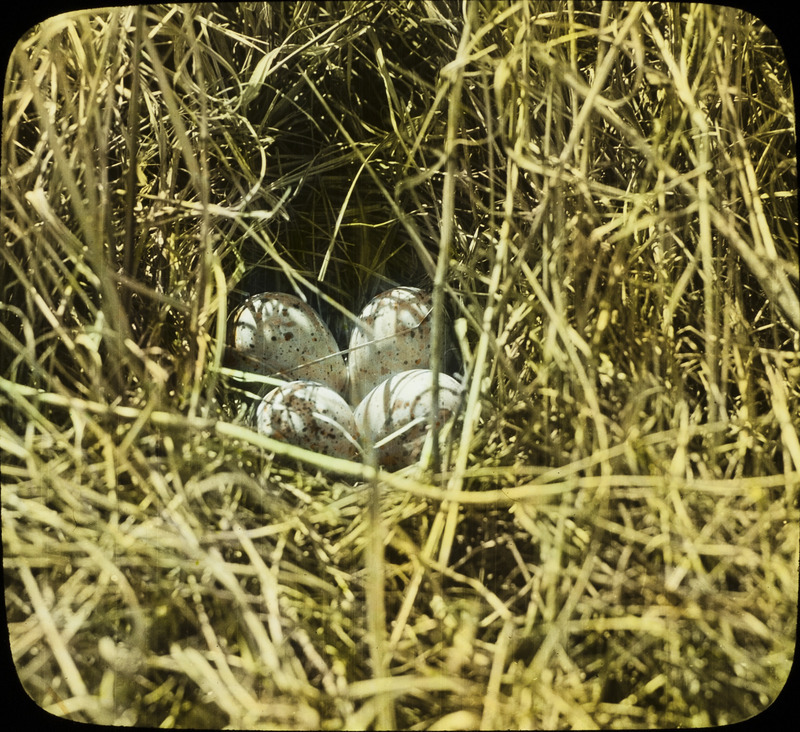 An Upland Plover nest containing four eggs. Slide originally titled "Upland Plover Nest with Eggs." The lantern slide is hand-colored.