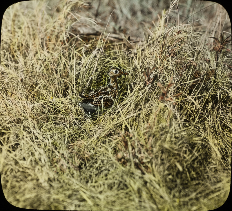 An Upland Sandpiper sitting on a nest that is located on the ground amid tall grass. Slide originally titled "Upland Plover on Nest." The lantern slide is hand-colored.