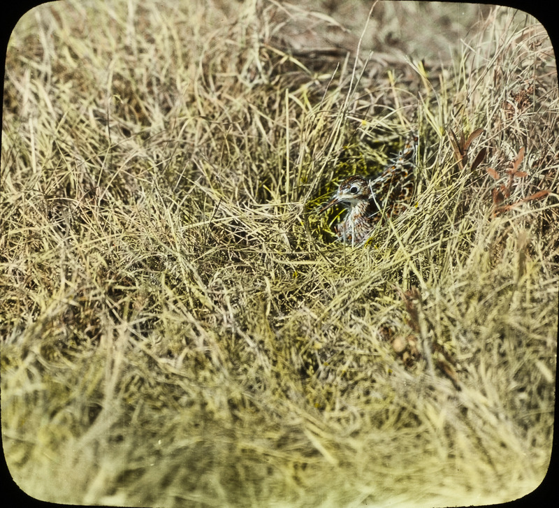 An Upland Sandpiper sitting on a nest that is located on the ground amid tall grass. Slide originally titled "Upland Plover on Nest." The lantern slide is hand-colored.