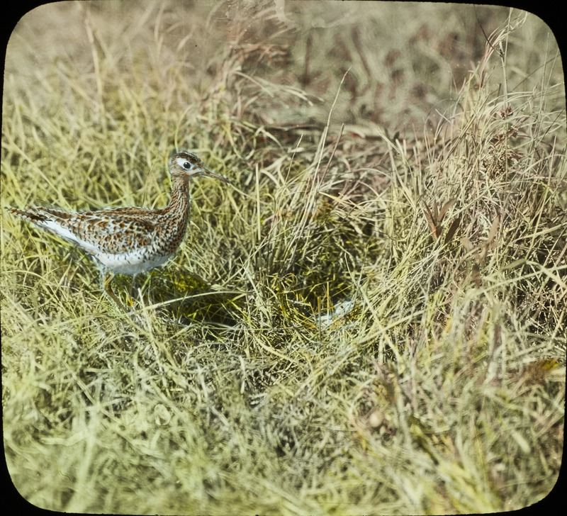 An Upland Plover standing by a nest that is located on the ground amid tall grass. Slide originally titled "Upland Plover at Nest." The lantern slide is hand-colored.