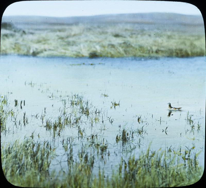 A male Wilson's Phalarope swimming in a marshy area. Slide originally titled "Wilson's Phalarope--Male." The lantern slide is hand-colored.