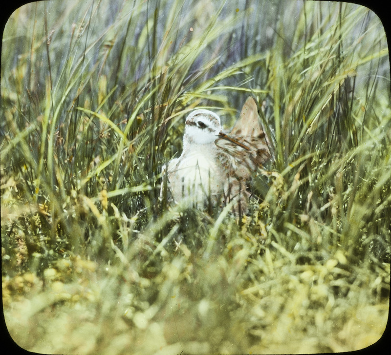 A male Wilson's Phalarope sitting on a nest that is located in Cherry County, Nebraska, May 31, 1930. Slide originally titled "Wilson's Phalarope--Female on Nest." The lantern slide is hand-colored. Rosene provides details on photograph.