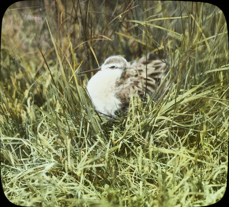 A male Wilson's Phalarope sitting on four eggs in a nest that is located in Cherry County, Nebraska, June 3, 1930. Slide originally titled "Wilson's Phalarope--Female on Nest." The lantern slide is hand-colored. Rosene provides details on photograph.