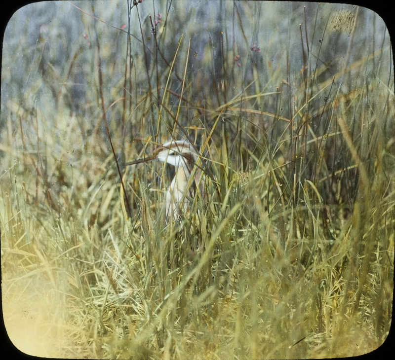 A male Wilson's Phalarope brooding a nest that is located in Cherry County, Nebraska, June 3, 1930. Slide originally titled "Wilson's Phalarope--Female on Nest." The lantern slide is hand-colored. Rosene provides details on photograph.