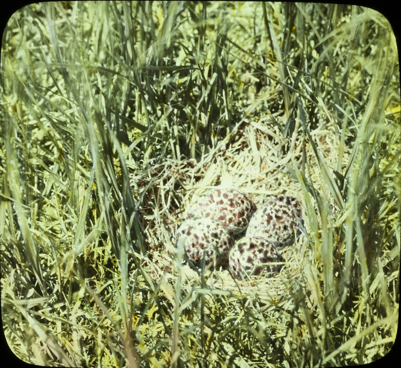 A Wilson's Phalarope nest containing four eggs. Slide originally titled "Wilson's Phalarope Nest with Eggs." The lantern slide is hand-colored.