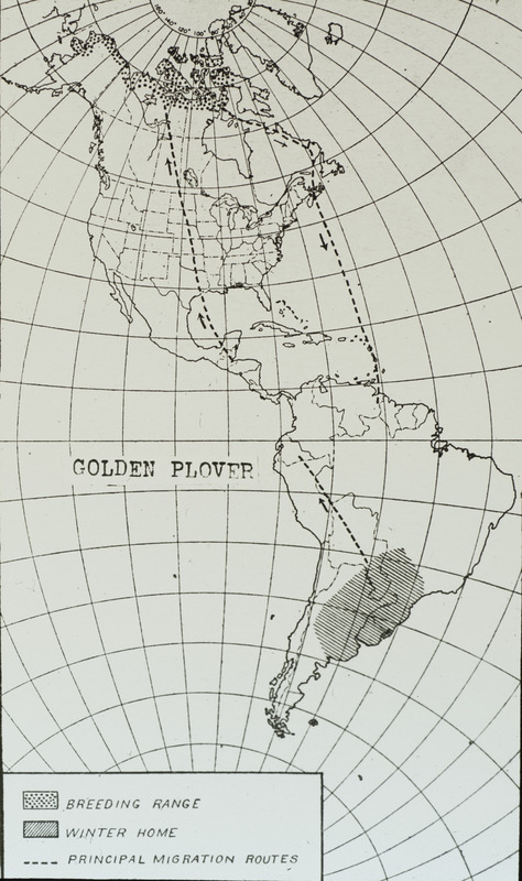 A Golden Plover range map depicting the breeding range, the winter home, and the principal migration routes. Slide originally titled "Golden Plover Migration Route."