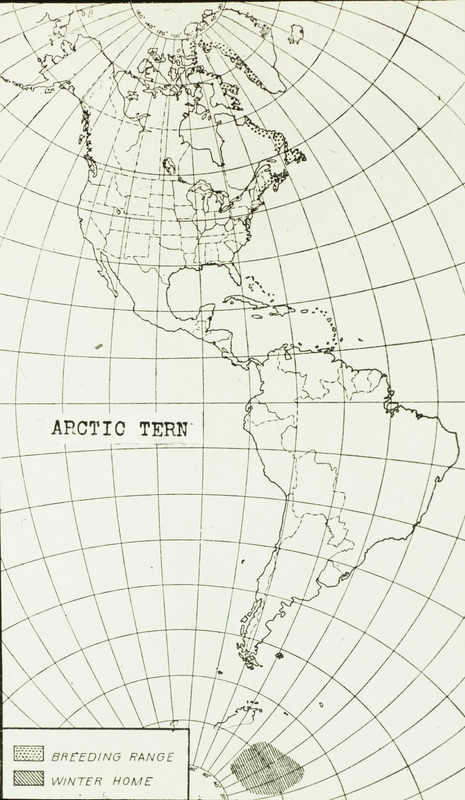 An Arctic Tern range map depicting the breeding range and the winter home. Slide originally titled "Arctic Tern Migration Route."