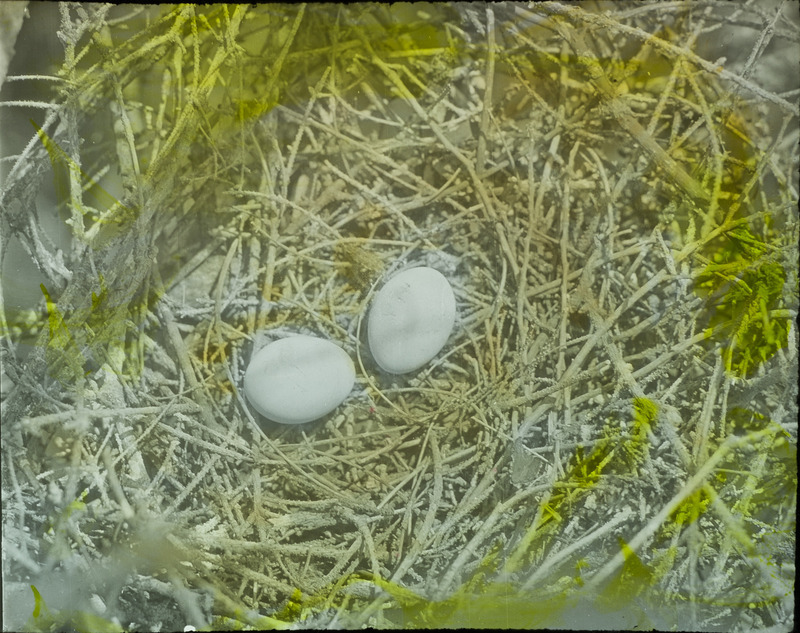 A Black-crowned Night Heron nest containing two eggs, located in a dead spruce tree near Paton, June 26, 1928. Slide originally titled "Black Crowned Night Heron Nest." The lantern slide is hand-colored. Rosene provides details on photograph.