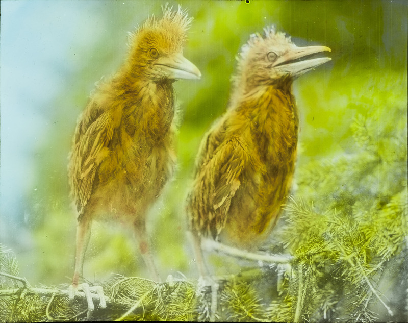 Two young Black-crowned Night Herons perching on an evergreen branch in a rookery near Paton, June 26, 1928. Slide originally titled "Black Crowned Night Heron Young." The lantern slide is hand-colored. Rosene provides details on photograph.