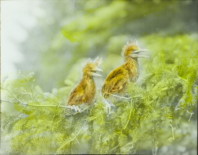 Two young Black-crowned Night Herons perching on an evergreen branch in a rookery west of Paton, June 26, 1928. Slide originally titled "Black Crowned Night Heron Young." The lantern slide is hand-colored. Rosene provides details on photograph.