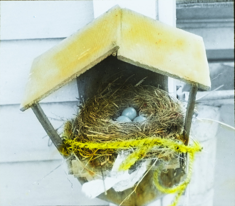 A robin nest containing three eggs built inside a nest shelter. Slide originally titled "Robin's Nest--Decorated." The lantern slide is hand-colored. Rosene provides details on photograph.