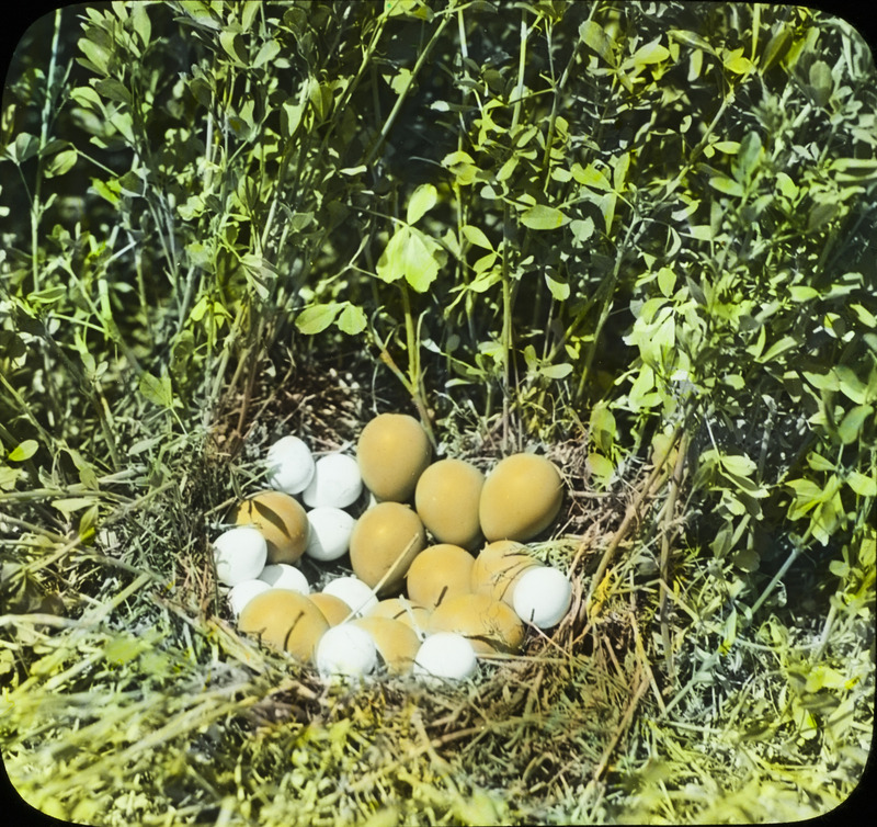 A nest containing ten Northern Bobwhite eggs and twelve Pheasant eggs, located in Lewis Marlow's alfalfa field, June 1, 1934. Slide originally titled "Bobwhite Nest with 12 Pheasant Eggs." The lantern slide is hand-colored. Rosene provides details on photograph.