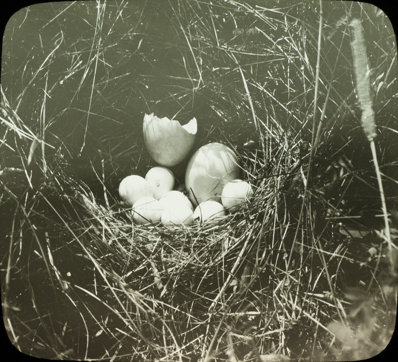 A Northern Bobwhite nest containing seven eggs as well as two hen eggs, one of which had hatched, August 26, 1930. Slide originally titled "Bobwhite nest with Hen's Eggs." Rosene provides details on photograph.