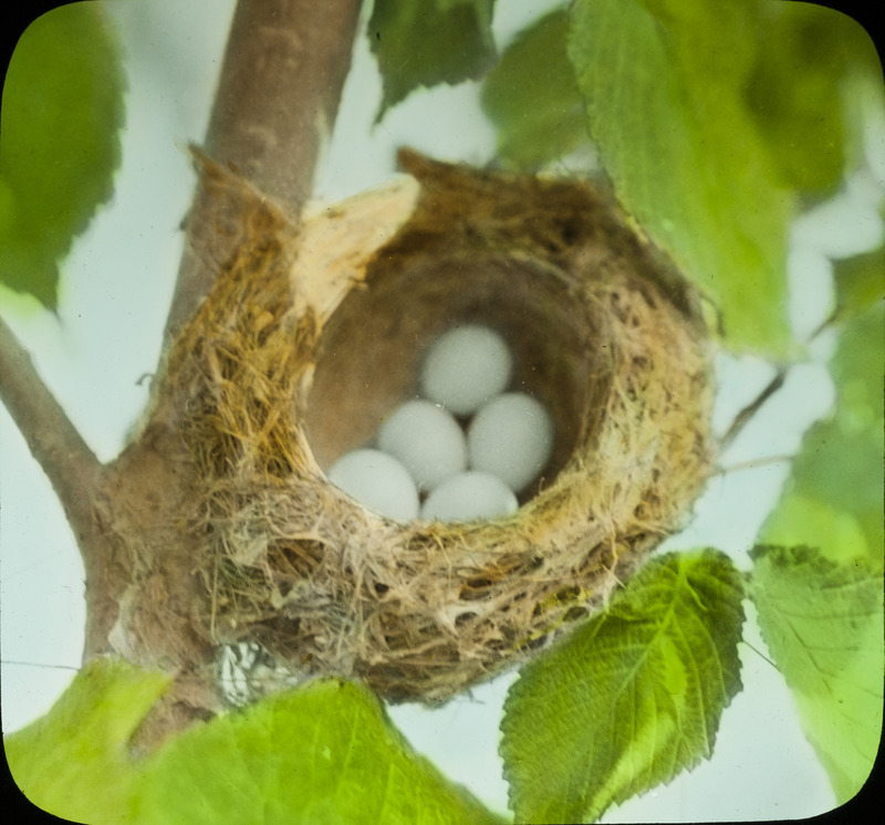 A Goldfinch nest containing five eggs, located at McGregor, August 15, 1936. Slide originally titled "Goldfinch nest with 5 Eggs." The lantern slide is hand-colored. Rosene provides details on photograph.