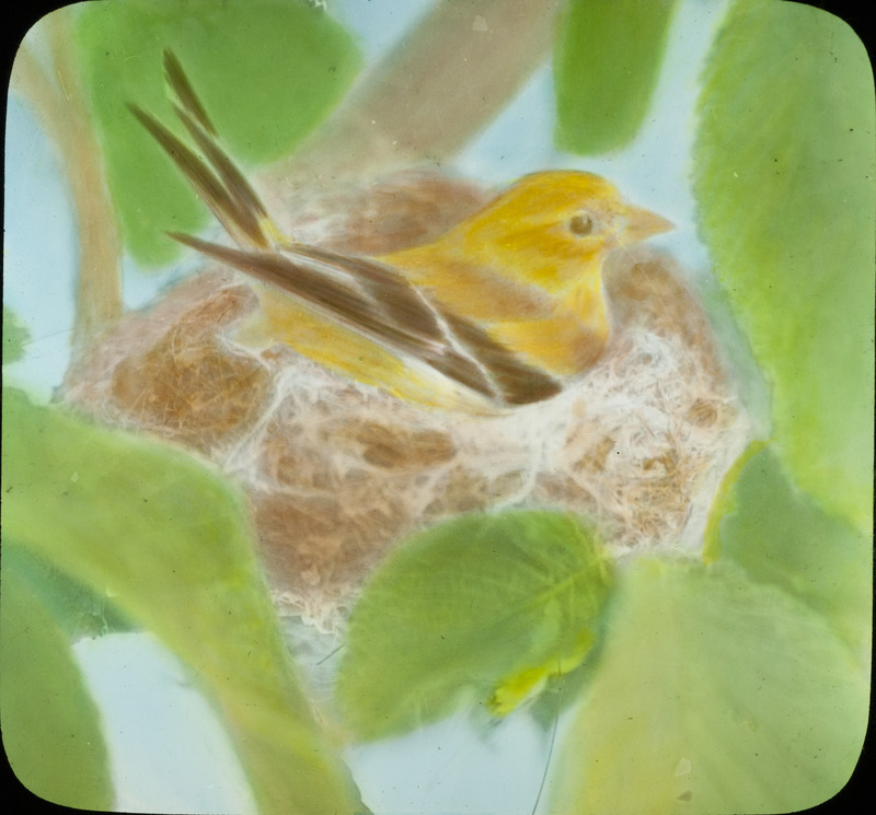 A female Goldfinch sitting on a nest containing five eggs, August 15, 1936. The nest was built in a young elm tree about fifteen feet high. Slide originally titled "Goldfinch on Nest." The lantern slide is hand-colored. Rosene provides details on photograph.