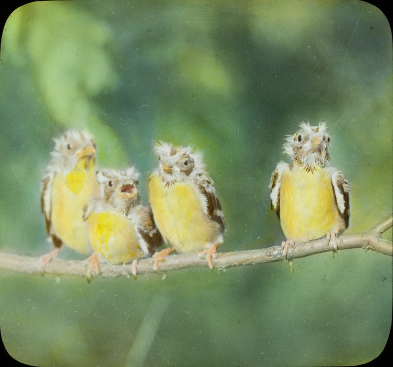 Four young Goldfinches perching on a branch in the Dunes, Indiana, August 31, 1936. Slide originally titled "Goldfinch Family." The lantern slide is hand-colored. Rosene provides details on photograph.