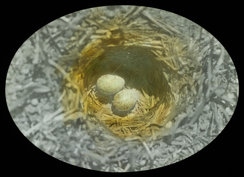 A Prairie Horned Lark nest containing two eggs, located in Adix Meadow, April 17, 1927. Slide originally titled "Prairie Horned Lark Nest." The lantern slide is hand-colored. Rosene provides details on photograph.