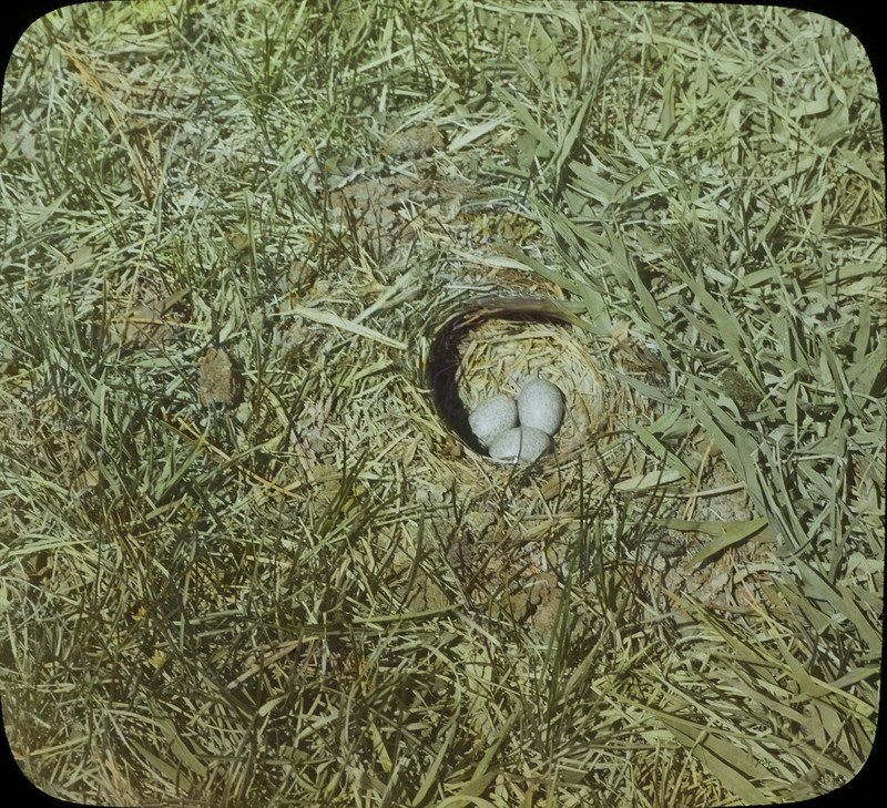 A Prairie Horned Lark nest containing three eggs, built on the ground in a grassy area at the Ogden golf course, April 10, 1930. Slide originally titled "Prairie Horned Lark Nest." The lantern slide is hand-colored. Rosene provides details on photograph.