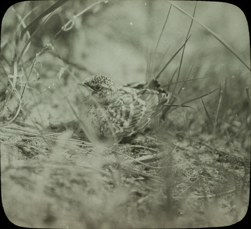 A young Prairie Horned Lark sitting on the ground in Cherry County, Nebraska, June 4, 1930. Slide originally titled "Prairie Horned Lark Young." Rosene provides details on photograph.