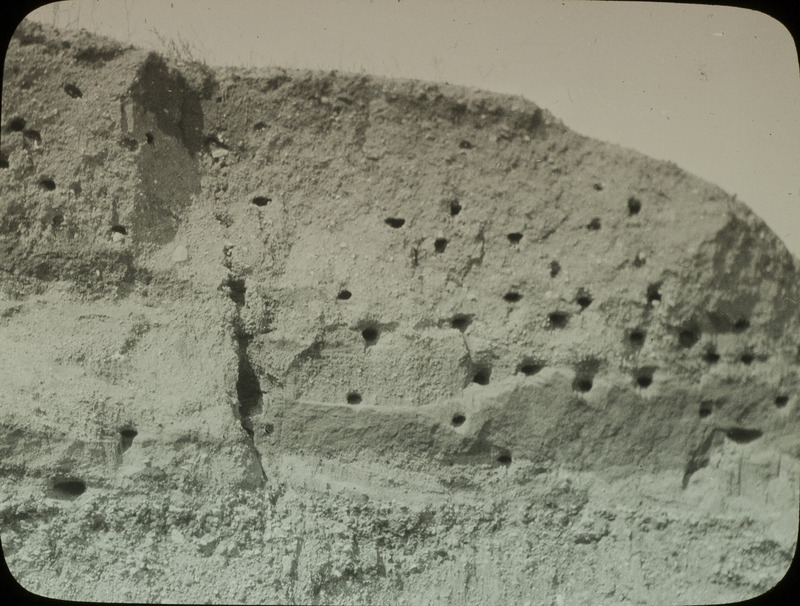 A colony of Bank Swallow nests in a sandhill, located in North Dakota, June 16, 1924. Slide originally titled "Swallow Holes in Bank." Rosene provides details on photograph. These items are related to Rosene's journal: https://n2t.net/ark:/87292/w9jd4pp05.