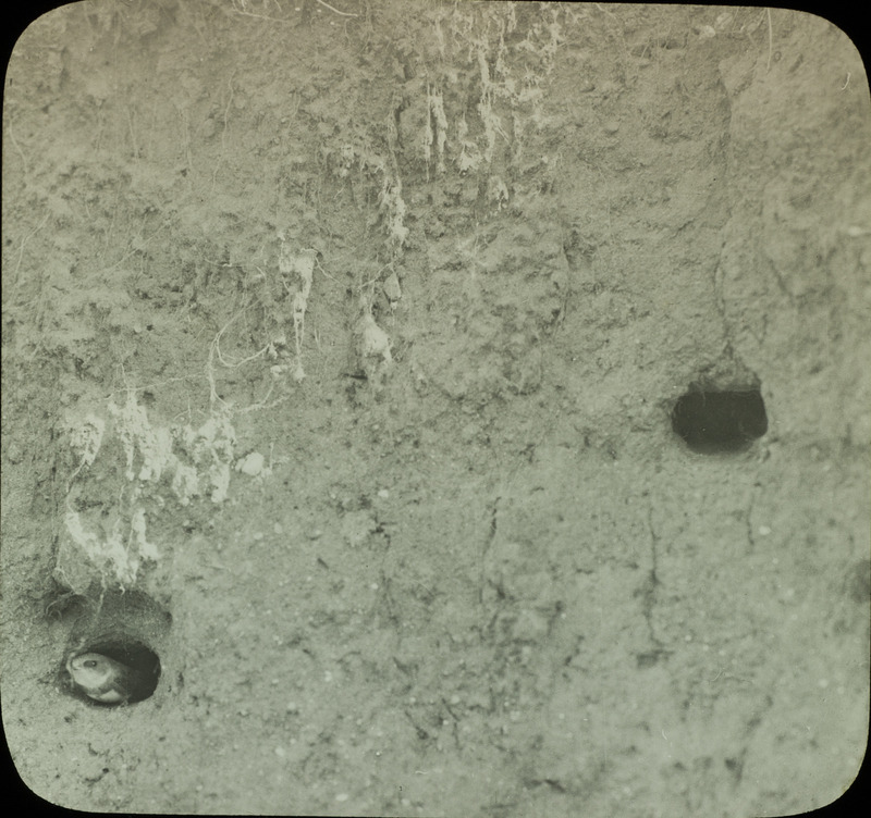 A Rough-winged Swallow peeking out of her nest built in a bank along a dry creek near Fraser, July 4, 1933. Slide originally titled "Swallow Holes in Bank (with bird)." Rosene provides details on photograph.