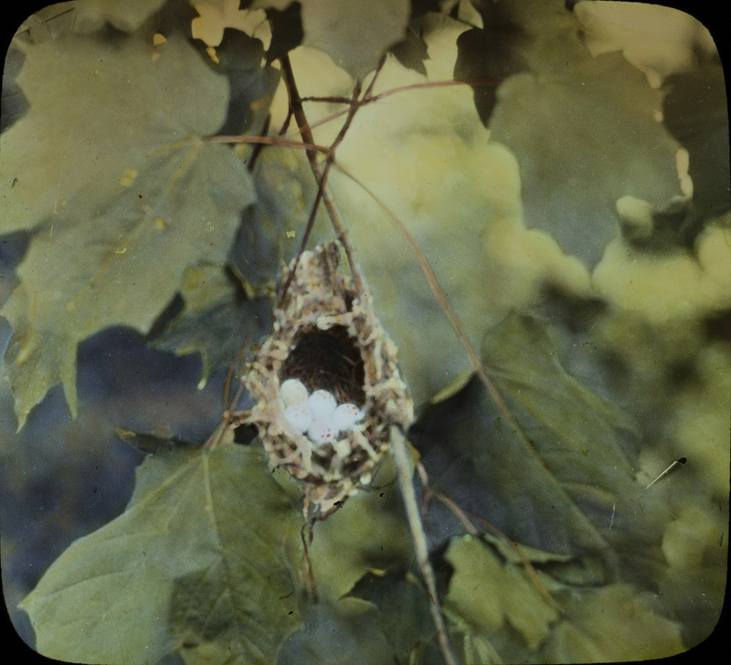 A suspended Red-eyed Vireo nest containing four Vireo eggs and one Cowbird egg, located at Ledges State Park, June 20, 1930. Slide originally titled "Red-Eyed Vireo Nest." The lantern slide is hand-colored. Rosene provides details on photograph.