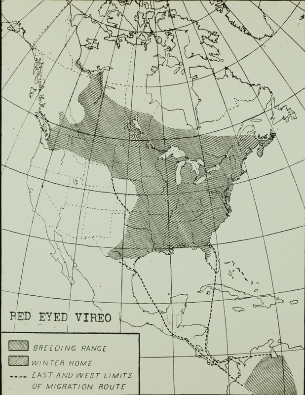 A Red-eyed Vireo range map depicting the breeding range, the winter home, and the east and west limits of the migration route. Slide originally titled "Red-Eyed Vireo Migration."