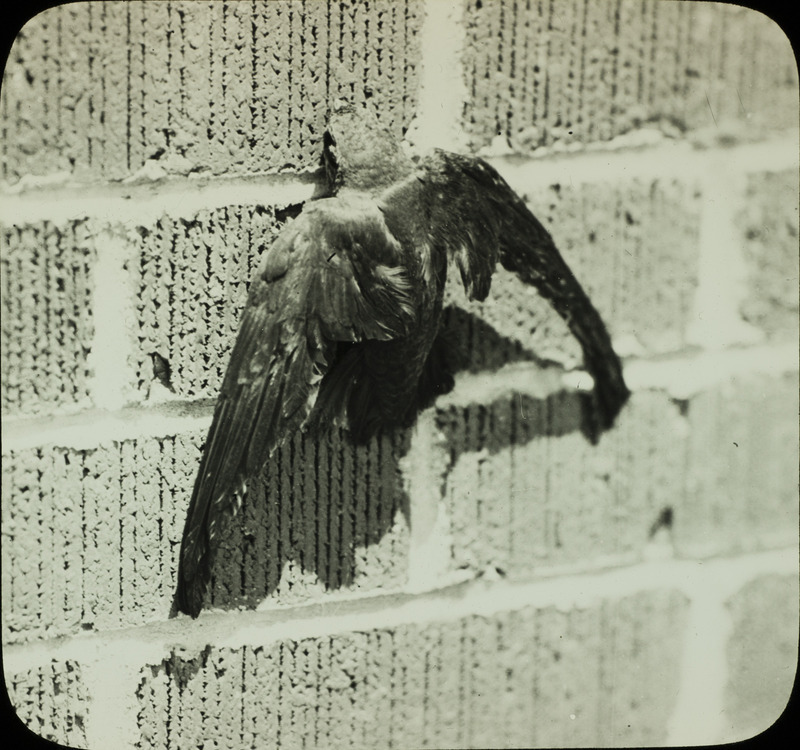 A Chimney Swift clinging to a brick wall in Ogden, May 28, 1934. Slide originally titled "Chimney Swift."