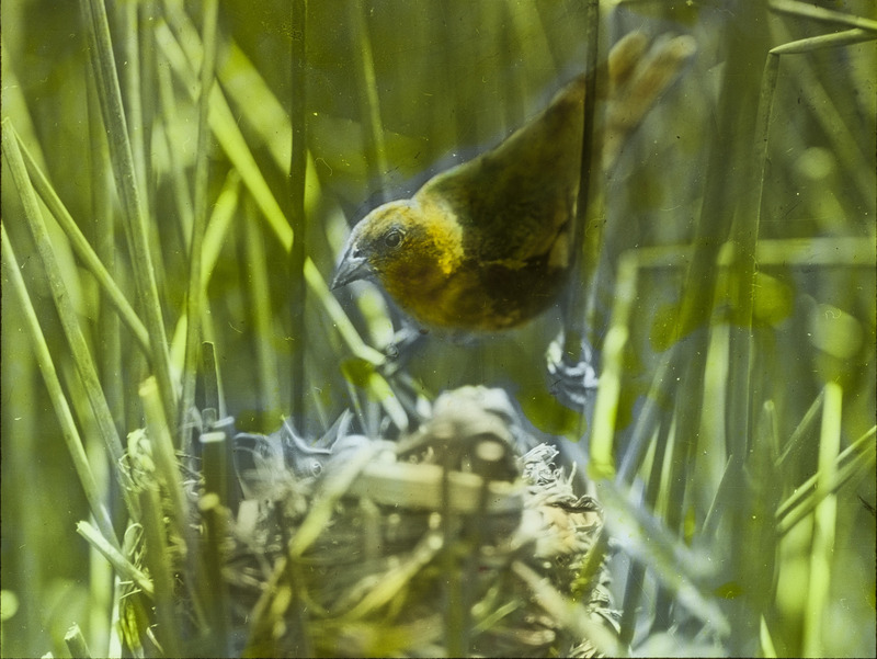 A female Yellow-headed Blackbird at a nest that contains young, located at South Pond, June 12, 1927. Slide originally titled "Yellow Headed Black Bird at Nest." The lantern slide is hand-colored. Rosene provides details on photograph.