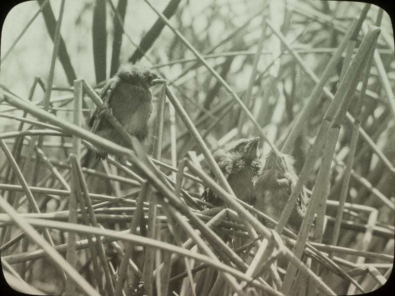 Three young Yellow-headed Blackbirds perching on cattails after leaving their nest, June 17, 1924. The nest, located in cattail rushes at Stump Lake, North Dakota, is visible below the young birds. Slide originally titled "Yellow Headed Black Bird at Nest." Rosene provides details on photograph. These items are related to Rosene's journal: https://n2t.net/ark:/87292/w9jd4pp05.