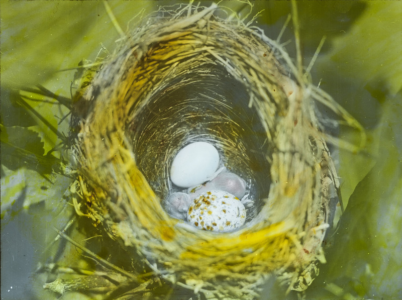 An Indigo Bunting nest containing a newly hatched chick, an Indigo bunting egg, and a Cowbird egg, July 19, 1927. The nest was located in a second growth hard maple less than two feet from the ground, in timber east of Pilot Mound. Slide originally titled "Indigo Bunting 2 Eggs and 1 Cowbird." The lantern slide is hand-colored. Rosene provides details on photograph.