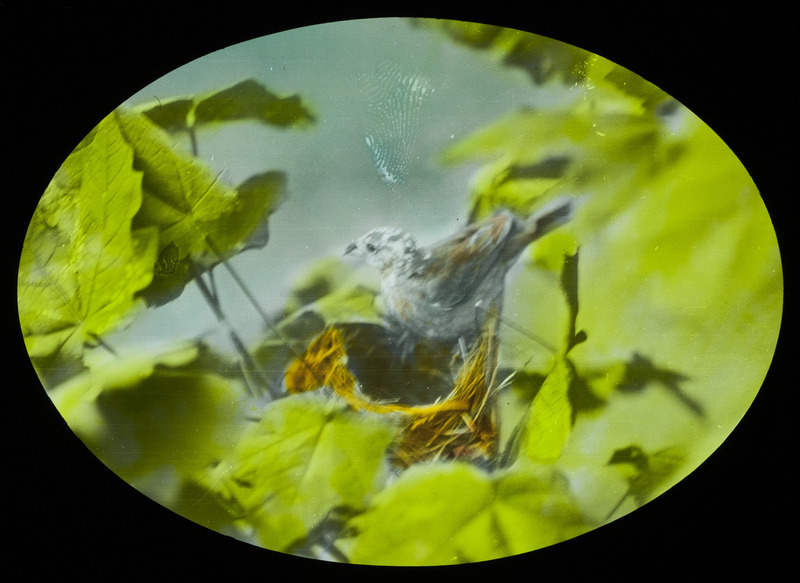 A female Indigo Bunting sitting on the edge of a nest, about to feed a newly hatched young, July 19, 1927. Slide originally titled "Indigo Bunting at Nest." The lantern slide is hand-colored. Rosene provides details on photograph.