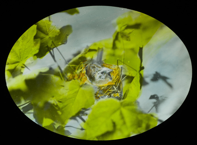 A female Indigo Bunting brooding her nest that contains one of her young, an additional Indigo Bunting egg, and a Cowbird egg, July 19, 1927. The nest was located in a second growth hard maple less than two feet from the ground, in timber east of Pilot Mound. Slide originally titled "Indigo Bunting on Nest." The lantern slide is hand-colored. Rosene provides details on photograph.