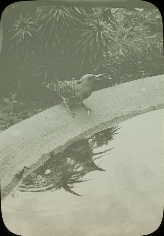 A Flicker drinking from a pool of water with bees, May 13, 1925. Slide originally titled "Flicker." Rosene provides details on photograph.