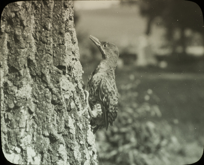 A young Flicker clinging to a tree trunk, June 10, 1924. Slide originally titled "Young Flicker."