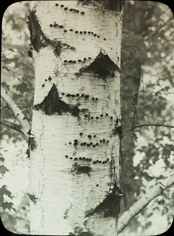 The trunk of a birch tree with damage from multiple Sapsucker holes. Slide originally titled "Sapsucker Holes. Rosene provides details on slide.