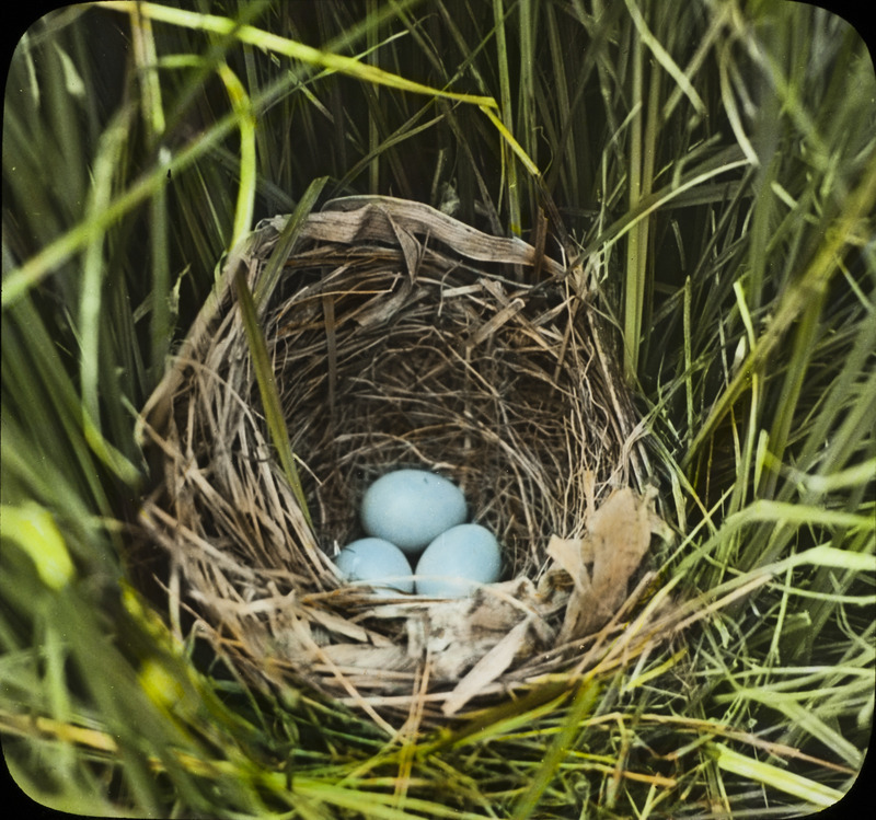 A Dickcissel nest containing three eggs, located in a grassy area at Dewey Pasture near Ruthven, July 5, 1934. Slide originally titled "Dickcissel Nest near Ruthven." The lantern slide is hand-colored. Rosene provides details on photograph.