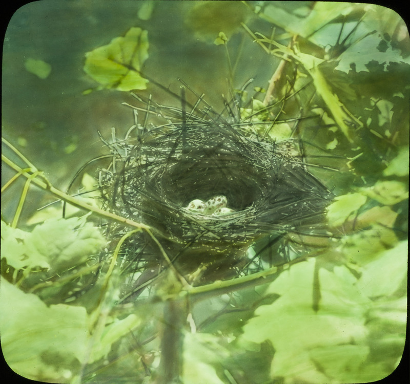 A Dickcissel nest containing three eggs. Slide originally titled "Dickcissel Nest 3 Eggs." The lantern slide is hand-colored.