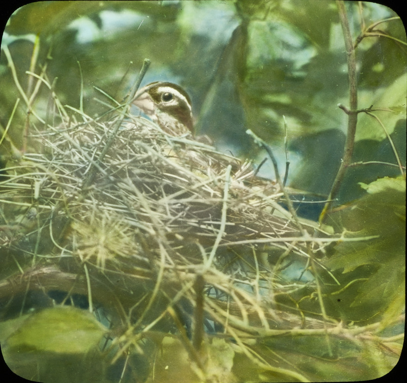 A female Rose-breasted Grosbeak sitting on a nest containing three eggs, located at Ledges State Park, June 11, 1933. Slide originally titled "Rose Breasted Grosbeak in Nest." The lantern slide is hand-colored. Rosene provides details on photograph.