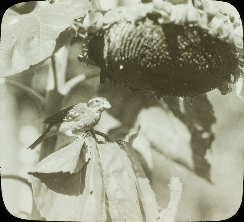 A young male Rose-breasted Grosbeak perching on a sunflower plant while eating sunflower seeds, August 30, 1930. Slide originally titled "Rose Breasted Grosbeak." Rosene provides details on photograph.