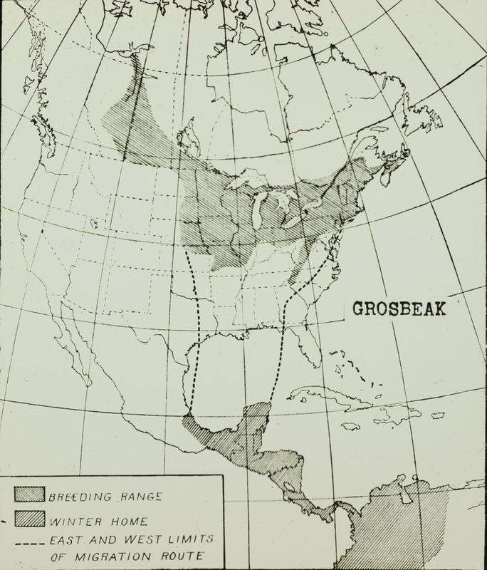 A Grosbeak range map depicting the breeding range, the winter home, and the east and west limits of the migration route. Slide originally titled "Grosbeak Migration."