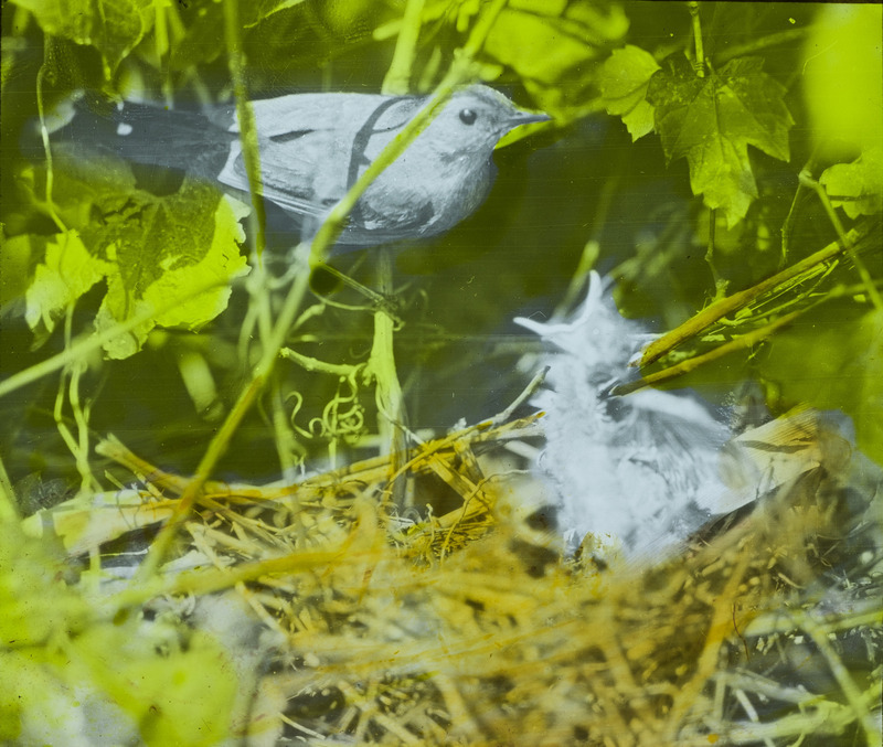 A Catbird perching on a grape vine about to feed young birds waiting in a nest. Slide originally titled "Catbird Feeding Young." The lantern slide is hand-colored.