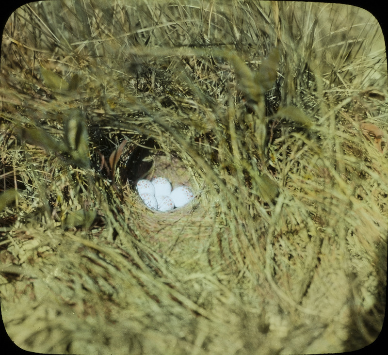 A Swamp Sparrow nest containing five eggs, located on the ground amid tall grass. Slide originally titled "Swamp Sparrow Nest with 5 Eggs." The lantern slide is hand-colored.