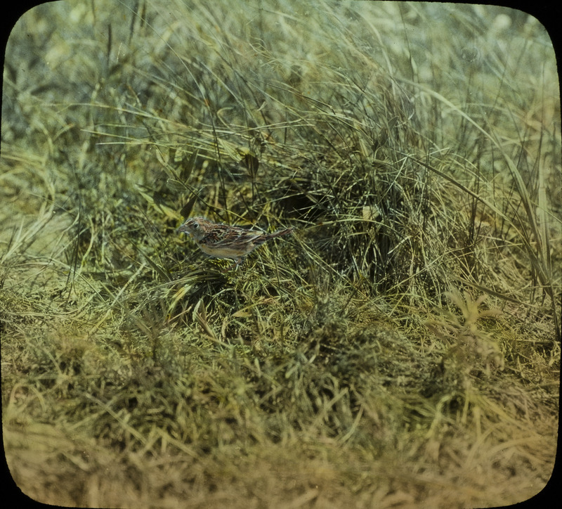 A Swamp Sparrow standing on the ground in a grassy area. Slide originally titled "Swamp Sparrow." The lantern slide is hand-colored.