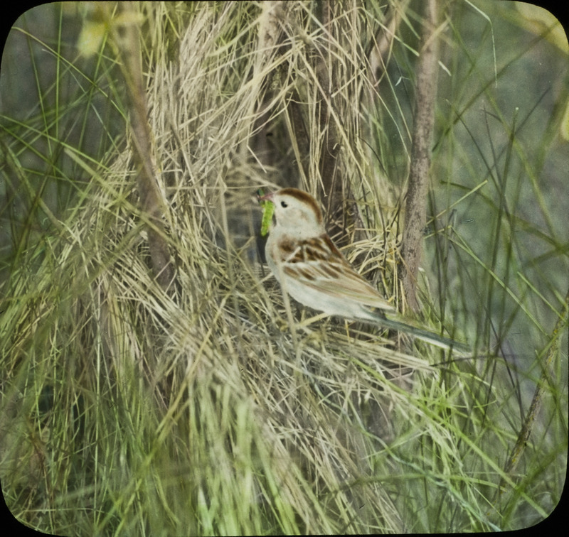 A Field Sparrow perching on her nest, located at Ledges State Park, with a mouth full of food for her young, June 6, 1933. Slide originally titled "Field Sparrow at Nest." The lantern slide is hand-colored. Rosene provides details on photograph.