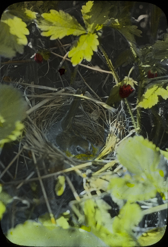 A Maryland Yellowthroat sitting in a nest located amid a strawberry plant. Slide originally titled "Maryland Yellowthroat." The lantern slide is hand-colored.