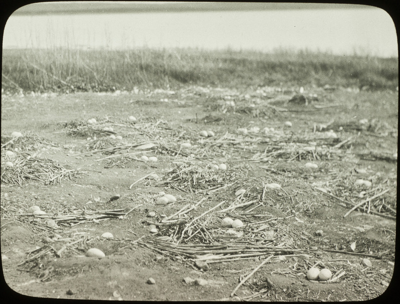 A colony of White Pelican nests with multiple large eggs, located on the shore of Chase Lake, North Dakota, June 24 1924. Slide originally titled "White Pelicans--Nests." Rosene provides details on photograph. These items are related to Rosene's journal: https://n2t.net/ark:/87292/w9jd4pp05.