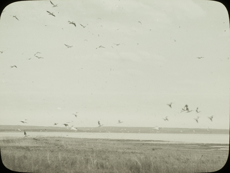 A flock of White Pelicans in flight over Chase Lake, North Dakota, June 24, 1924. Slide originally titled "White Pelicans." Rosene provides details on photograph. These items are related to Rosene's journal: https://n2t.net/ark:/87292/w9jd4pp05.