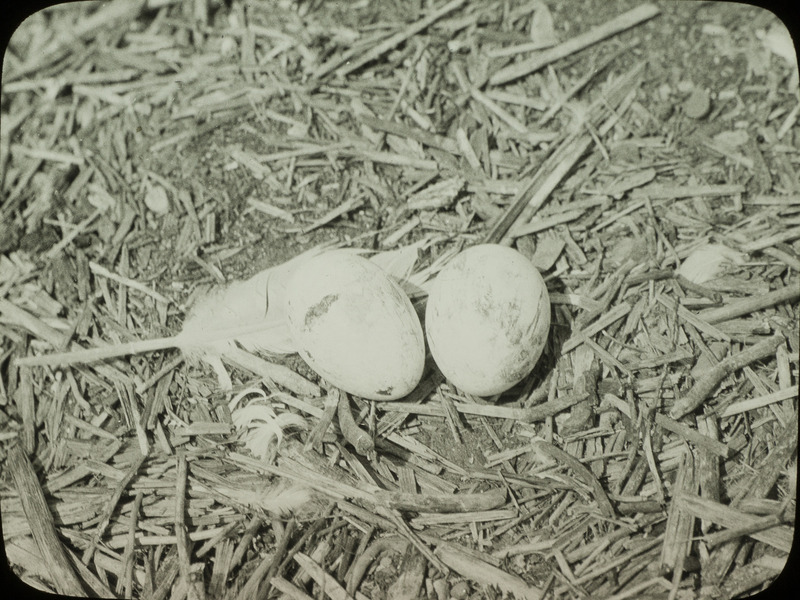 A Bobwhite Quail nest containing eleven eggs, located in a raspberry patch near Ogden, September 8, 1931. Slide originally titled "Quail Nest-11 eggs." The lantern slide is hand-colored. Rosene provides details on photograph.